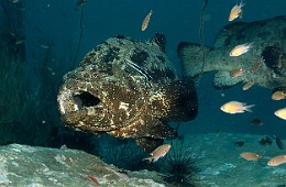 Thailand 2015 - Ko Tao - Merou Marron - Epinephelus fuscoguttatus _IMG_3601_rc